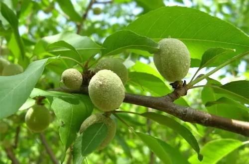  吃起来非常|这野果子全身毛茸茸的，必须把毛除掉才能吃，你吃过吗？