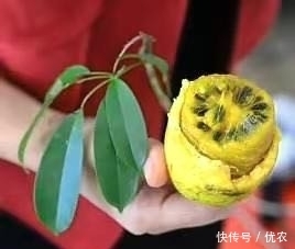 野果|在农村发现这种野果,香甜可口,从来没有见过,有人知道是什么吗