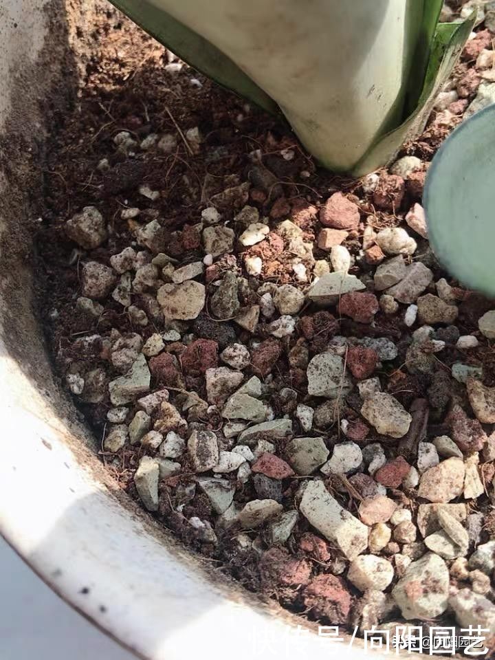 养多肉，不用买颗粒土，直接用“粗河沙”，拌在土里照样能用