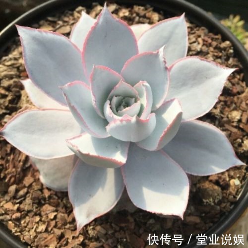 他把多肉上的白霜擦掉,结果一周就养死了,原来里面有这玄机!