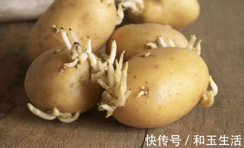 食用禁忌|含有毒素的五种蔬菜，是餐桌上的“常客”，食用禁忌须了解