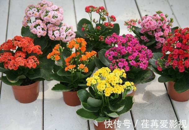 长寿花怎么养才开花,长寿花的养殖方法和诀窍你看了吗