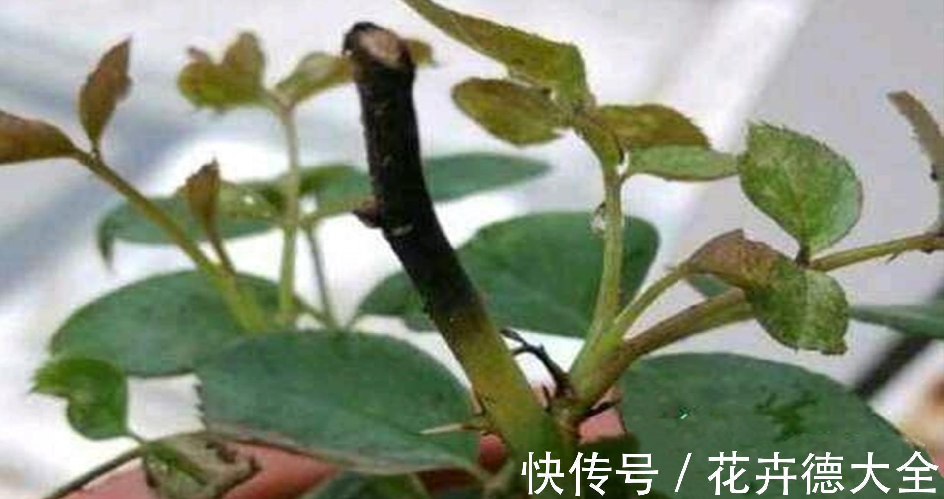 爆盆|月季夏天黑杆不用担心，可能3点没有做好，改变养护入秋就爆盆