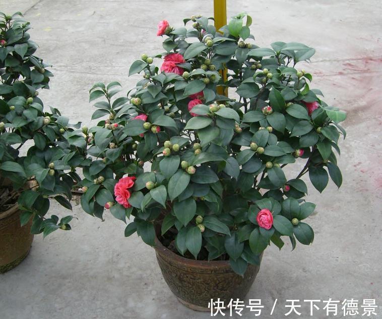休眠|5种“漂亮花”,9月要多施肥,叶片杠杠厚,很快长花苞
