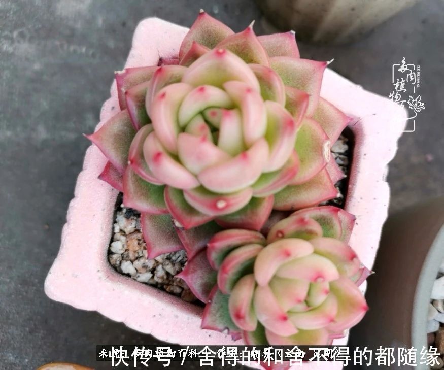 生活的本质就是爱,喜悦,和平!养多肉的快乐是金钱买不到的!