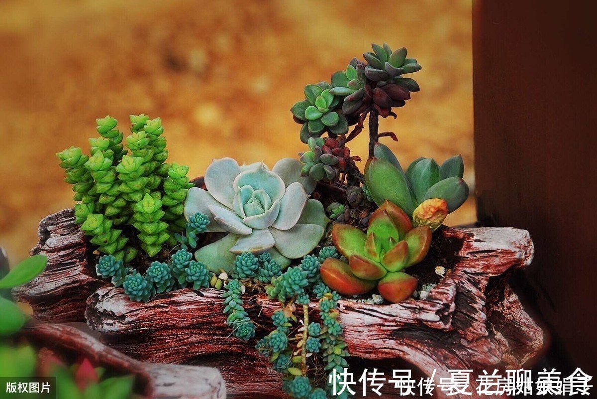 多肉植物怎么浇水?提供浇水七大知识点,让养殖多肉变得更加简单