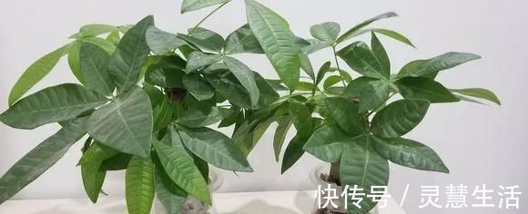 这3种花养不好,赶紧扔水里,越长越来劲