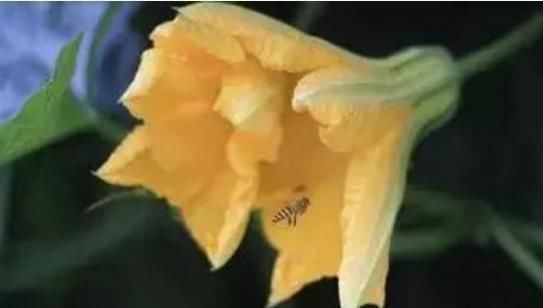 胡萝卜素|农村一常见菜叶子,还是降血压、去结石的特效药,学到就是赚到!