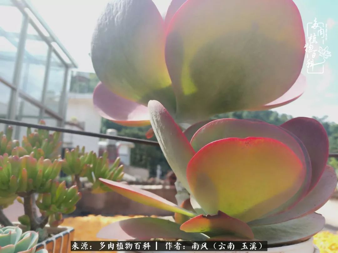 从小喜欢绿植，后来遇见多肉，情不知所起，那就再接再厉！