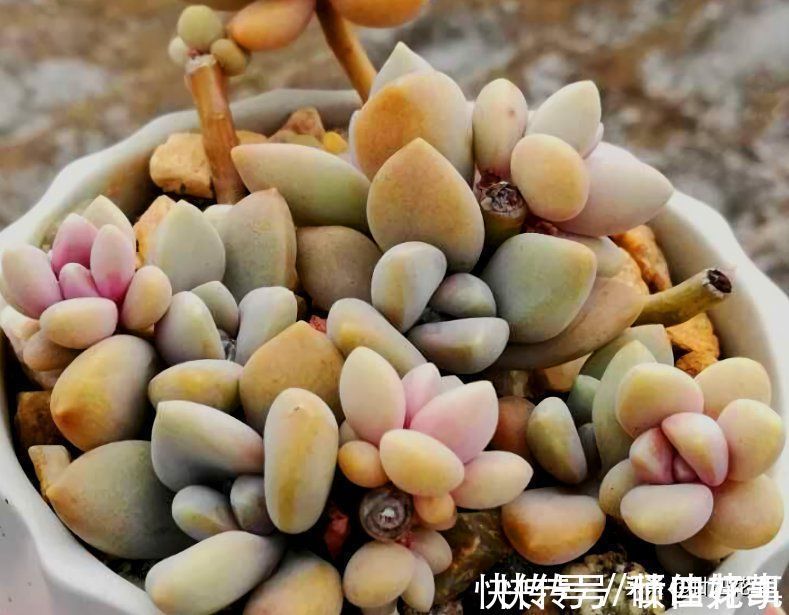 变群生|多肉一直独杆单头?6个小方法,轻松长满侧芽,独苗爆头变群生