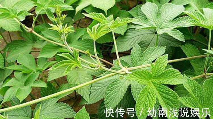 人的一生|鄉村普遍的一種雜草，是“皮膚發癢”的天敵，一涂迅速就奏效