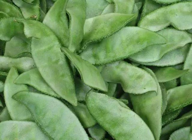 鸡蛋|吃一斤它,等于20个鸡蛋,20杯牛奶,家家吃得起,但知道的人很少