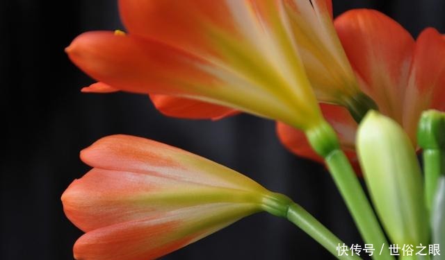 夏天来了,君子兰喜欢“1多2少”,既能安全度夏,又能长花芽