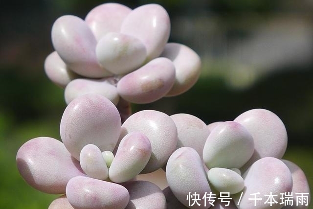 乌木|适合新手养护的4款经典多肉,便宜好养易上色,花友几乎都养过