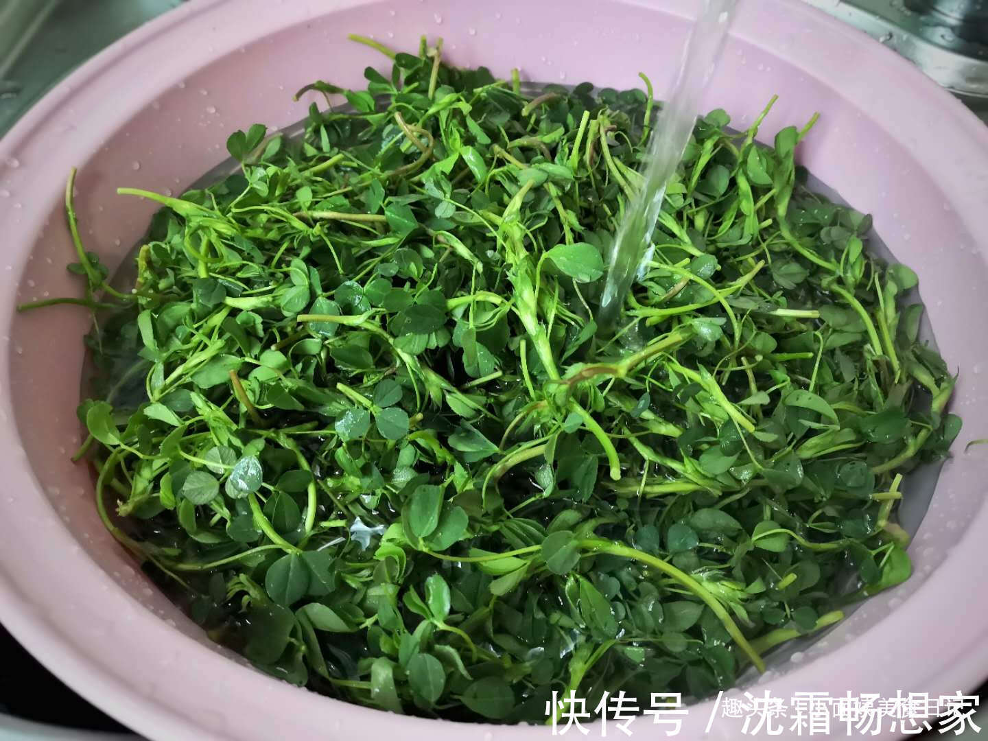 小面姨|3月这菜是个宝,半个月就老了,包饺子最好吃,清香多汁又营养!