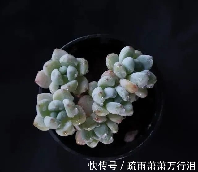 直射光|栽种多肉植物，不管状态如何，4大“原则”不要触碰！