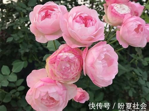 花朵|几个萌萌哒月季品种，看一眼就心情大好，简直可爱到爆！