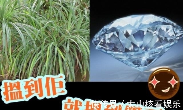 利比里亚|找到这种植物就能找到钻石?被称为钻石指南针,下次碰见可别放过
