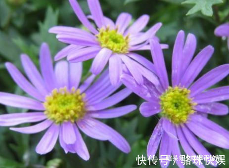 养花就养这几款,轻松长到大缸装不下,阳台变花园,太美了!