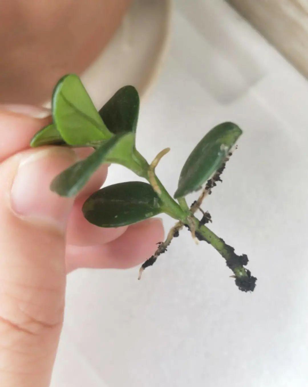 这几种花，要是秋天不扦插，错过就等1年