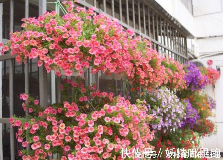 花卉|4种花适合夏天养，家里养一盆，开花漂亮花期长，谁养谁喜欢