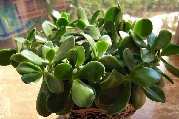 花卉市场看见此几种多肉别买,长大后是有毒性的