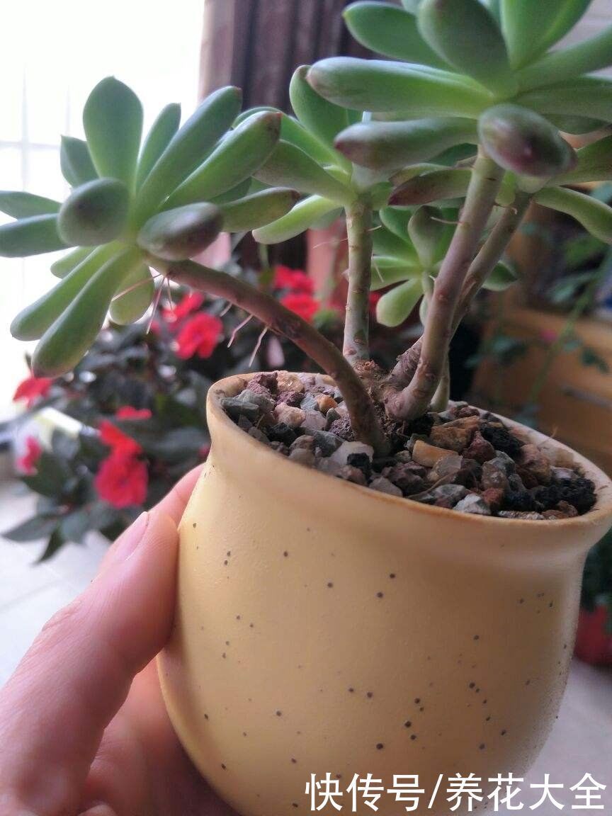 叶心处|多肉出现4种情况,其实是在求救,要赶紧重视起来