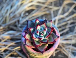 养多肉乌木,狠心折磨一年,挺拔又亮丽,人人见了都夸美