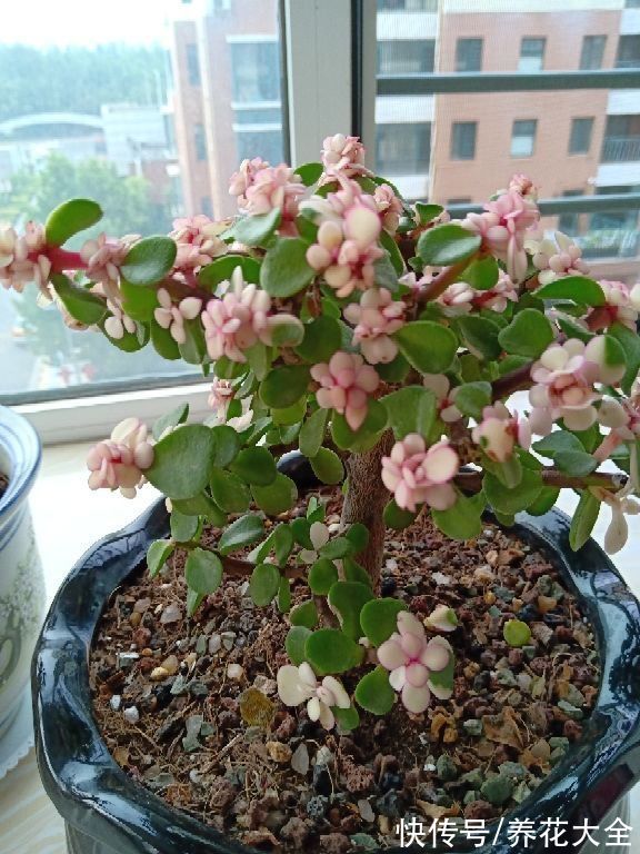 网上买花，最怕买到这3种，记住了省下一大笔钱