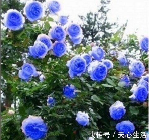 盆栽|怪不得老公把发财树扔了,现阳台流行种此花卉,香飘满屋更迷人