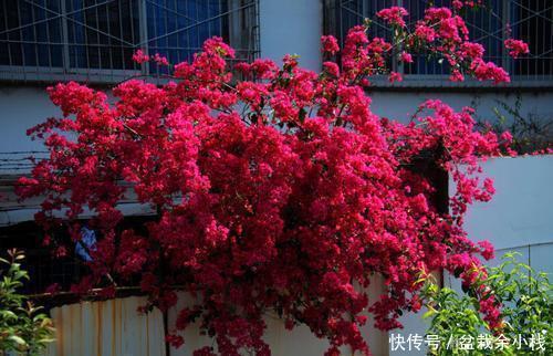 4种漂亮花 再舍不得也要搬出去 越狠狠晒 越开花满枝头 粉紫色