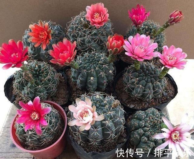 氮肥|想让仙人球开花,就靠一个“虐”,憋出一窝花芽,养成繁花小老桩