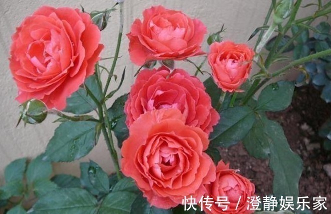 月季|注意这两点,月季扦插不烂根,长势特别茂盛,萌新涨姿势