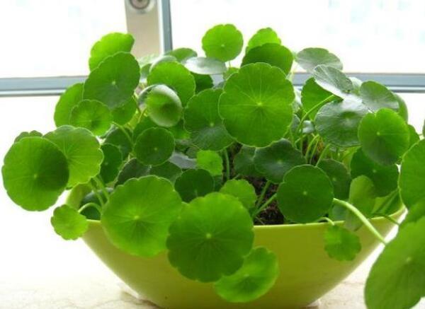 夏季|养花试试这几款,精致漂亮,芳香高雅,亭亭玉立,令人喜爱