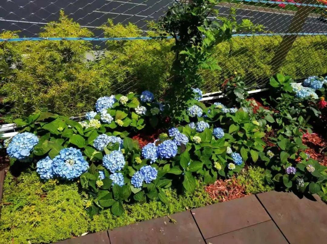 马卡龙|绣球繁花尽绽放 徐汇街头觅“清新”