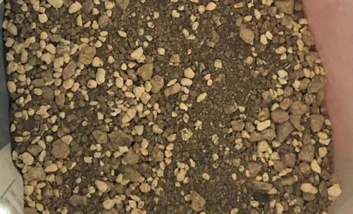 多肉|多肉,懒人花友的“心头好”,上班族的“小萌宠”,好看又好养