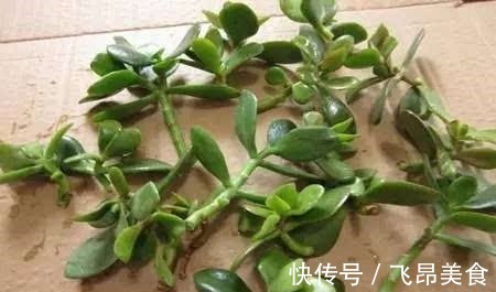 长寿花二十块一盆别花冤枉钱,这么一搞满阳台都是!