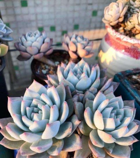 养多肉常见的3个误区,大部分花友都中招了,难怪肉肉养不胖