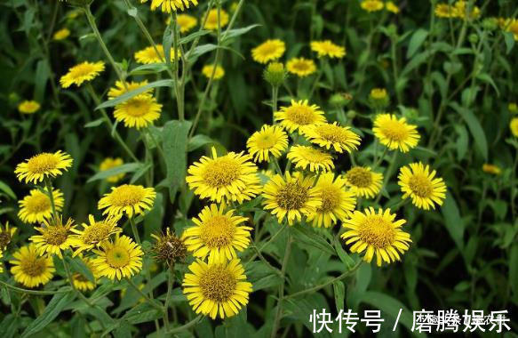 蛇莓|小时候常见又叫不上名的植物,终于知道叫啥了,太全了