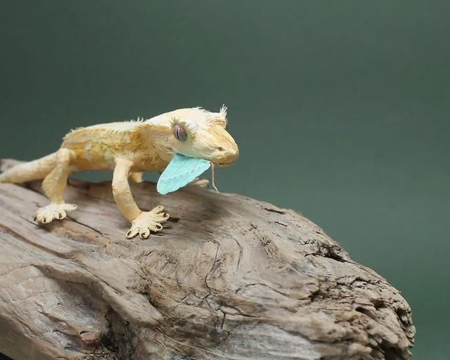 差点吓一跳,用纸做出来的昆虫,比真的还逼真