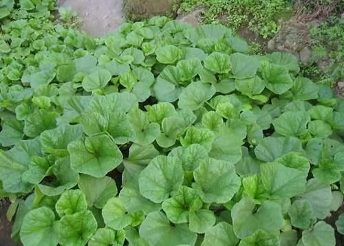 美味|曾是“百菜之王”,腊月烧粥很美味,今却成野菜,农民拿来喂猪