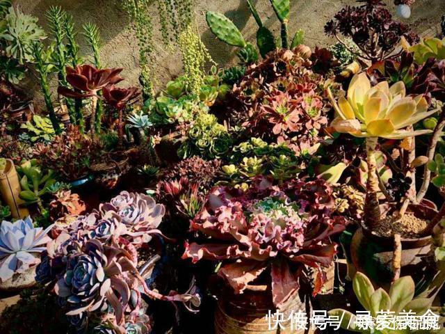 盆栽|他痴迷养多肉,将500多盆多肉养出“高级感”,大家都夸美如仙境