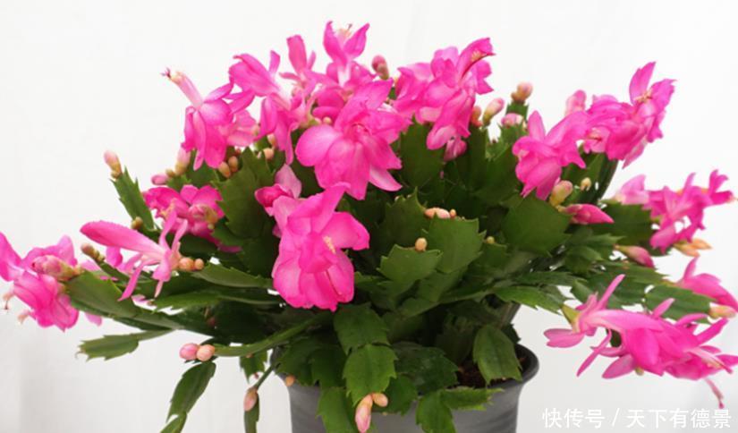 仙客来、蟹爪兰养护有三怕,掌握好才能花期长,越养越茂盛