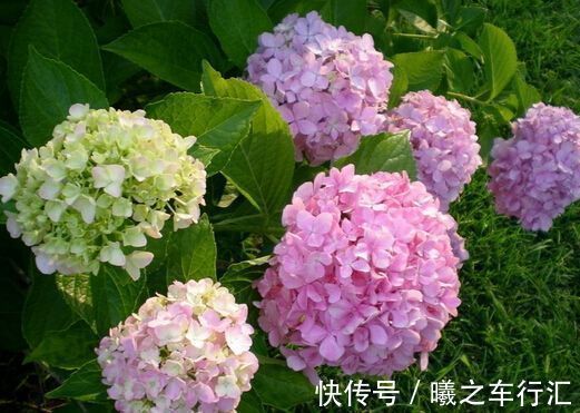 花朵|4种花美的出奇,花好看名字也好听,阳台变成温馨小花园