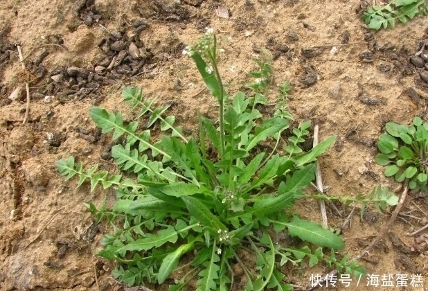 遇见|提个醒:路边遇见此野菜,一定要拔回家,现在知道还不晚