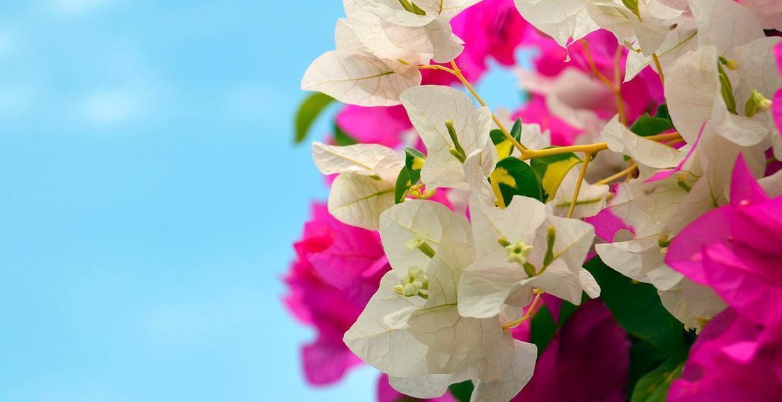花芽|三角梅控水促花真有必要吗?别再“折腾”了,做好这三点才是关键