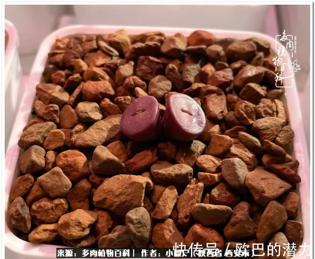 从景天到水泡和肉锥,那些年阳台种植多肉的历程!