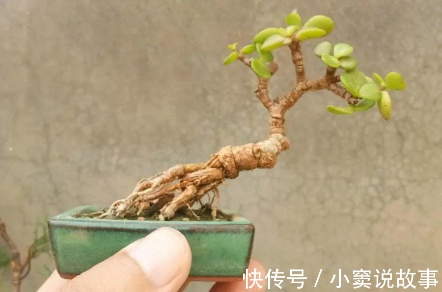 金枝玉叶不能长太高,越矮越值钱,一长高就砍!