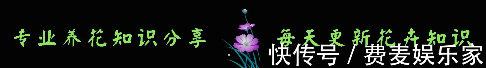 秋季养啥花这5款小花，便宜好养，简单打理就爆盆，花朵压满枝