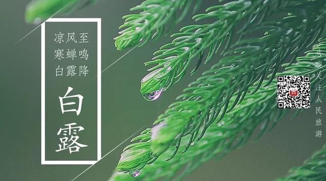 白露节|“秋老虎”啥时走？白露节气有啥讲究？